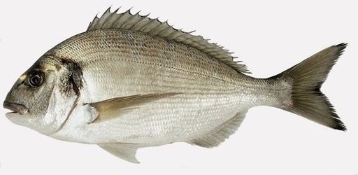 Dorade grise