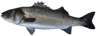 Loup de mer