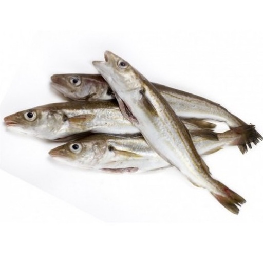 sardine fraîche